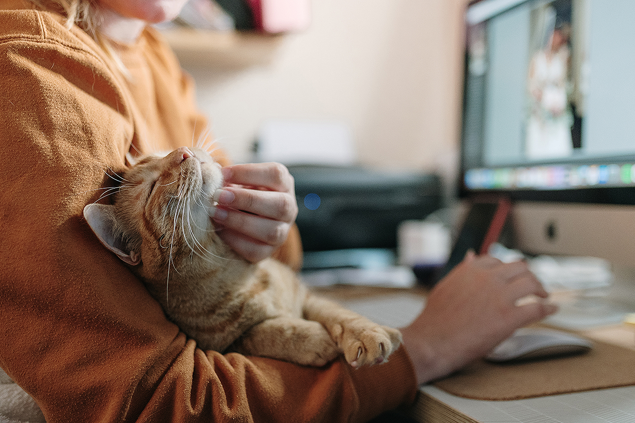 Cat-Related Allergies
