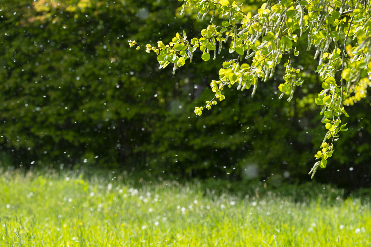 How Does Spring Air Affect Sinus Health?